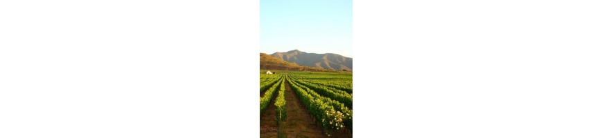 AFRIQUE DU SUD Miller's Mile Pinotage Chenin blanc