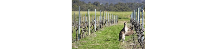 AUSTRALIE Bird & Hand Shiraz Cabernet Merlot Sauvignon Semillon Bokarra