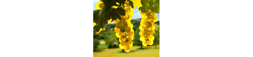 BOURGOGNE BLANC/CREMANT