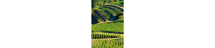 FRONSAC / CANON FRONSAC Vin pas cher Rouge Blanc Clos du Roy Cassagne