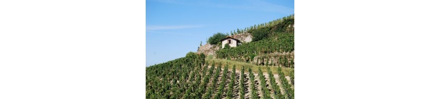 HERMITAGE  Martinelles  Colombier Rouge et Blanc