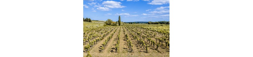 IGP LANGUEDOC NARBONNES/PERIGNAN