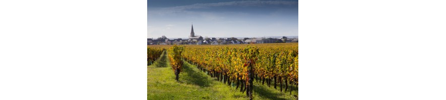 ST NICOLAS DE BOURGUEIL