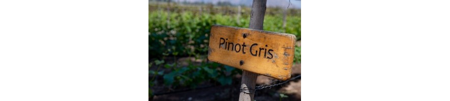 PINOT GRIS