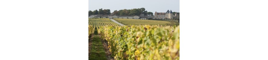 SAUTERNEs meilleur prix moins cher Yquem Suduiraut de Malle